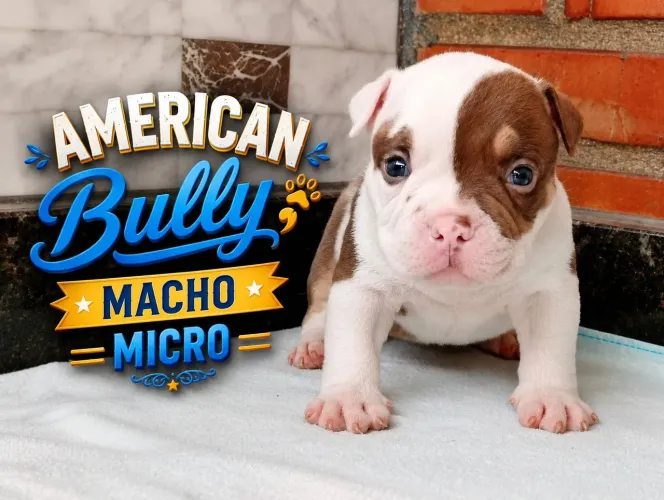Filhotes American bully