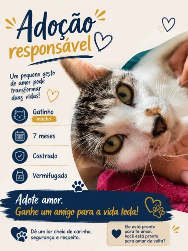 Gato para adoção 