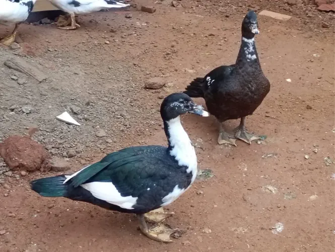 Patos