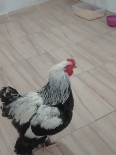 Galo Raça Brahma