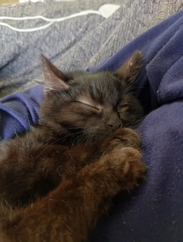 Doa-se Gatinha - 5 meses