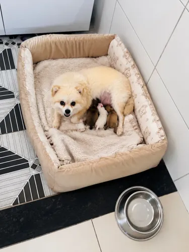 Lulu da Pomerânea macho branco