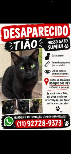 Gato