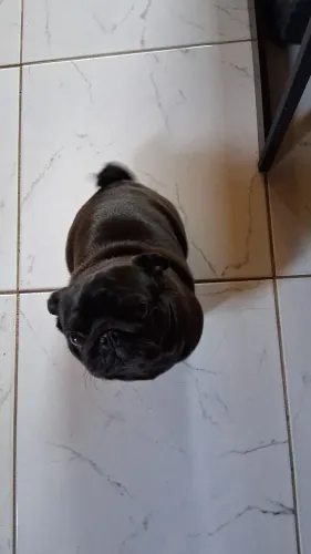 Pug