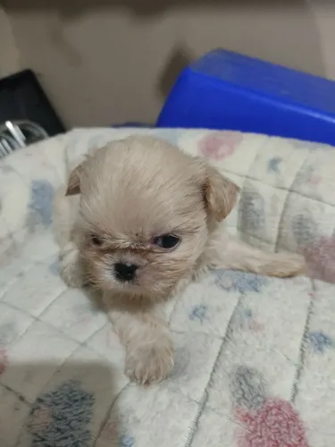 Shihtzu Macho