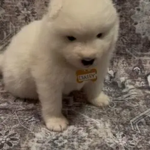 Samoyeda,Samoyeda Filhote Selecionado Alta Procedência