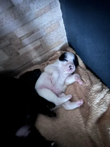 Cachorrinhos porte pequeno para doação 