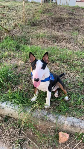 Estou doando um bull terrier