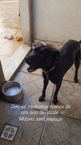 Cachorros