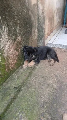 Lindo Filhote de Pastor Alemão - Puro, Saudável e Pronto para um Novo Lar!
