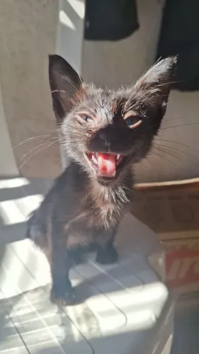 Gato filhote macho