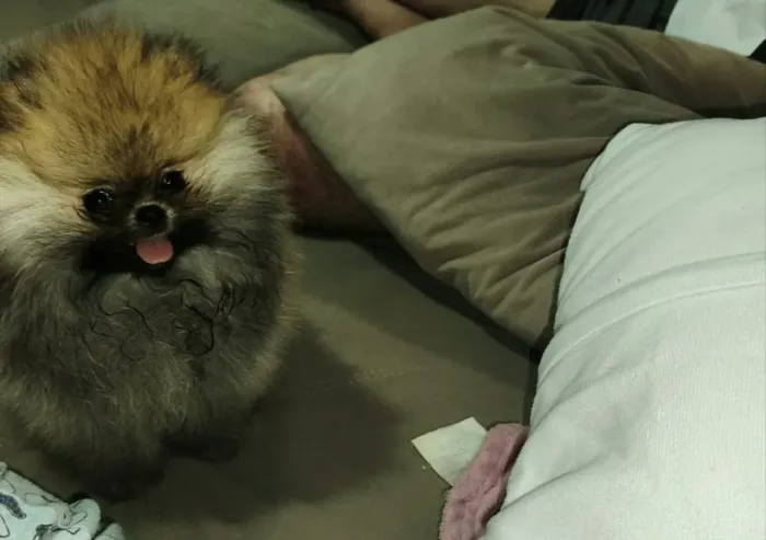 Luluzinhos os mais belos 