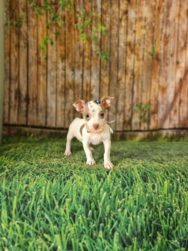 Pinscher femea 