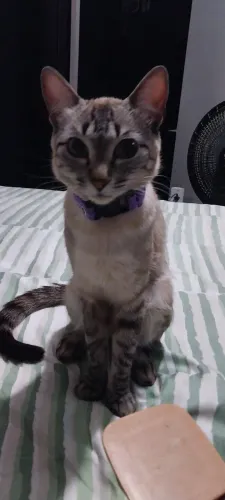 Adoção com responsabilidade de gata fêmea castrada 