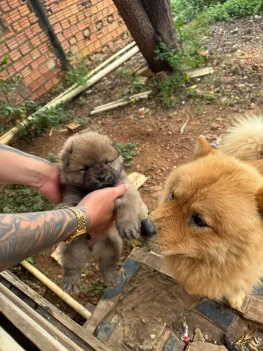 Filhote de chow chow