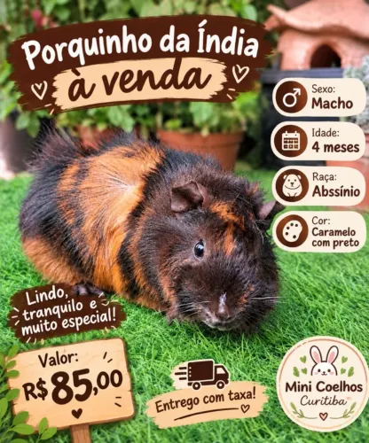 Porquinho da índia coloração única lindo 