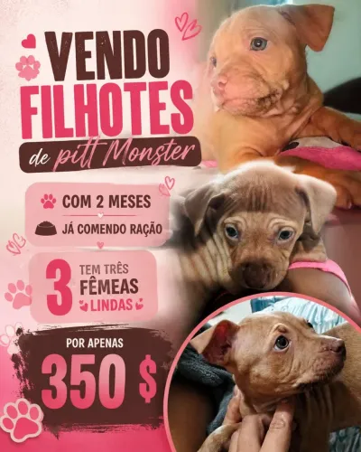 Vendo filhotes de pitt monster com 2 meses .
