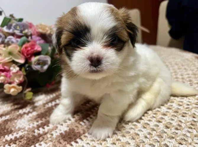 Shitzu com Lulu  macho  
