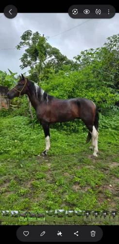 Cavalos e Éguas Mangalarcha Marchador