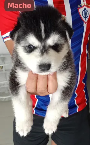 Filhote de husky siberiano pra vende. Legitimo