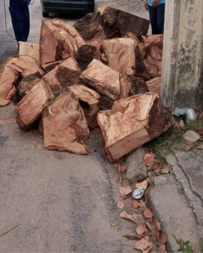 Remoção de Toco e Raiz de Árvore