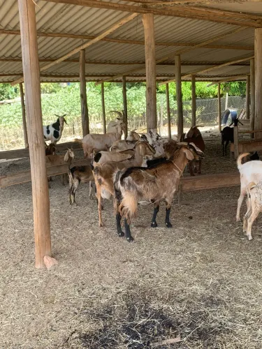 Cabras