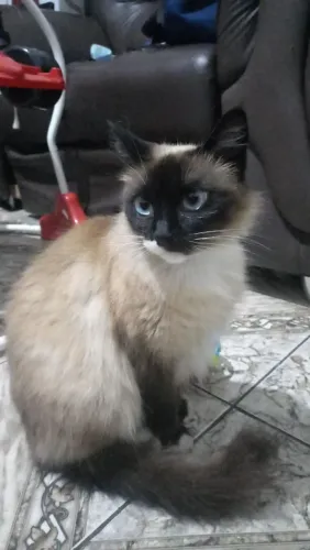 Doação Gata Fêmea Castrada
