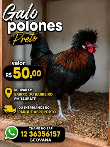 Galo Polonês Preto 