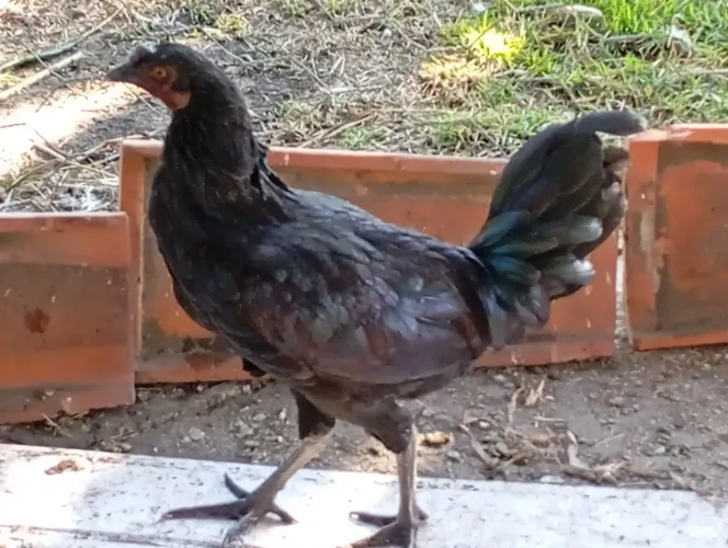 Garnize sebriths preto