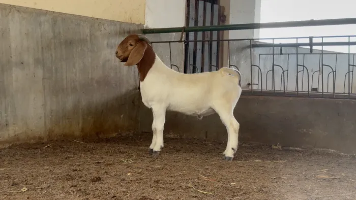 Cabrito boer puro 
