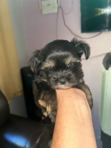 Cachorro