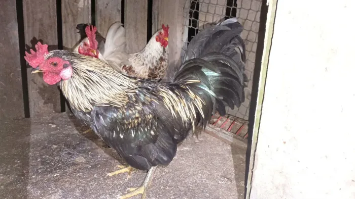 Galos (Garnizé)