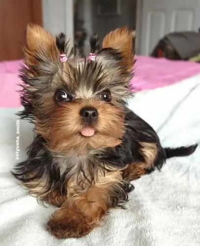 Yorkshire Terrier - Patinhas De Felicidades 