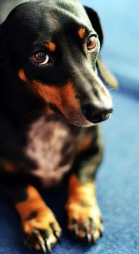 Basset Cofap Kaninchen minúscula com pedigree
