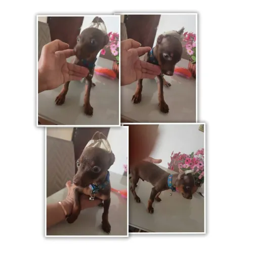 vendo filhote de pinscher miniatura