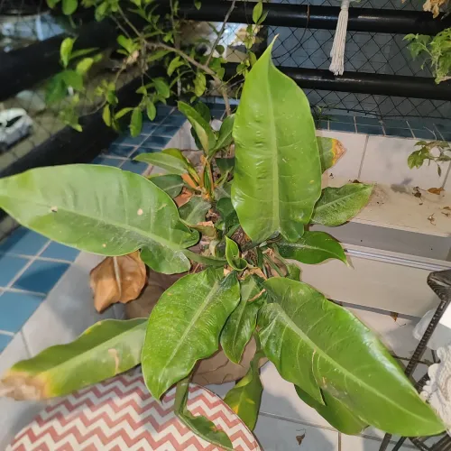 Philodendron 'Imperial Green'