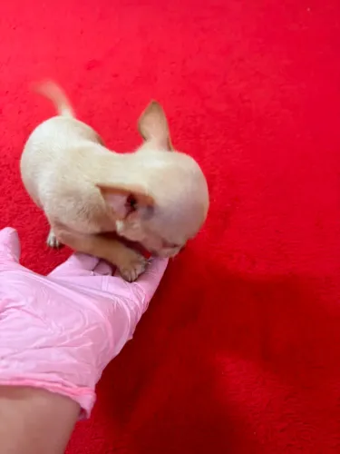 Chihuahua macho