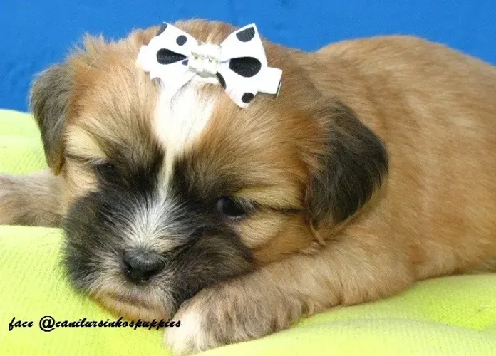 lhasa apso adquira ja o seu aqui cn ursinhos puppies