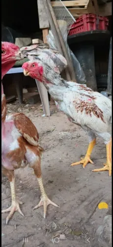 Frangos de 5 a 10 meses