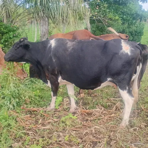 3 vaca 1 garrote, 1 bezerro 