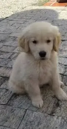 Golden para doaçao - whatsapp *