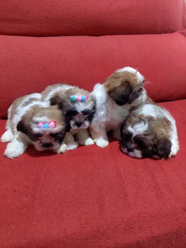 Shihtzu tenho 2 femea e 2 macho
