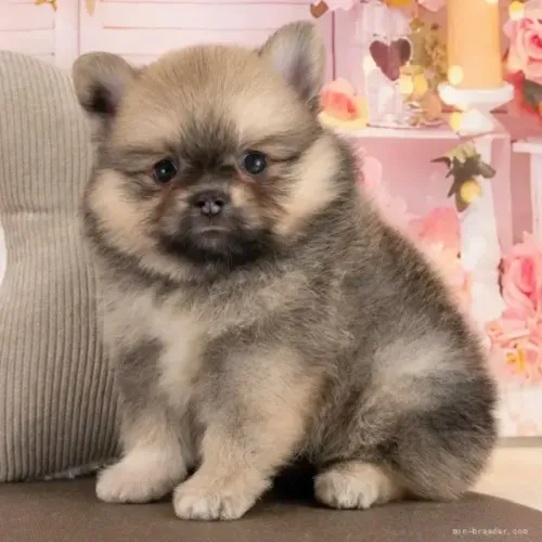 Filhote de cachorro carinhoso e saudável Spitz Alemão/ Lulu da Pomerânia/ anão/ anãozinho