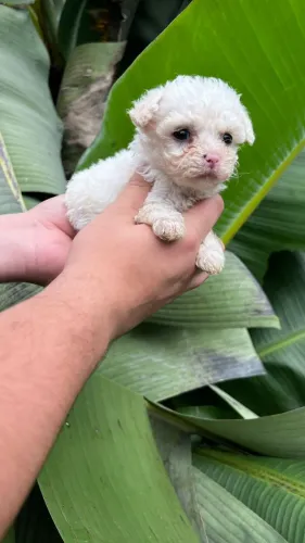 poodle Elegância em miniatura