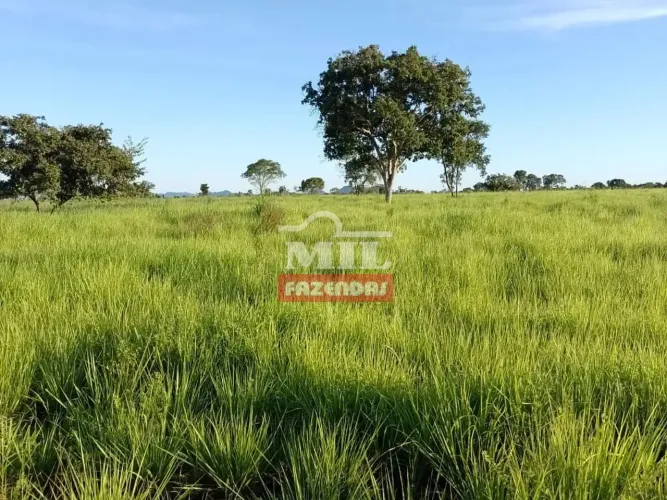 Fazenda 442 alqueires (2.134 hectares) Paranã - To