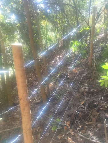 Cercas e poda de árvore