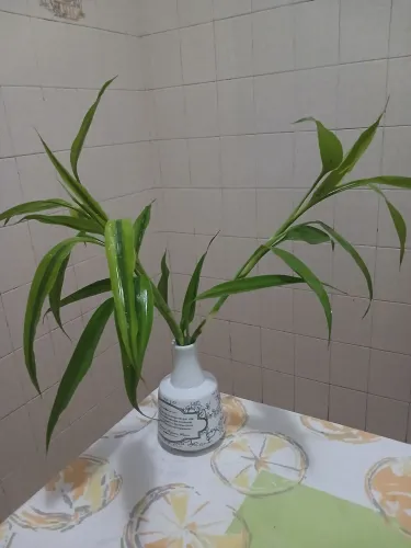 Bambu da sorte