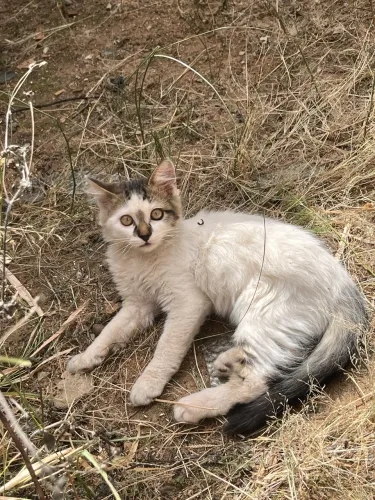 Doa-se gato