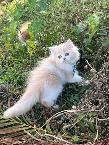 Gato persa macho alto padrão 