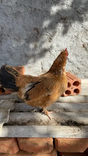 galinha marrom bem tratada